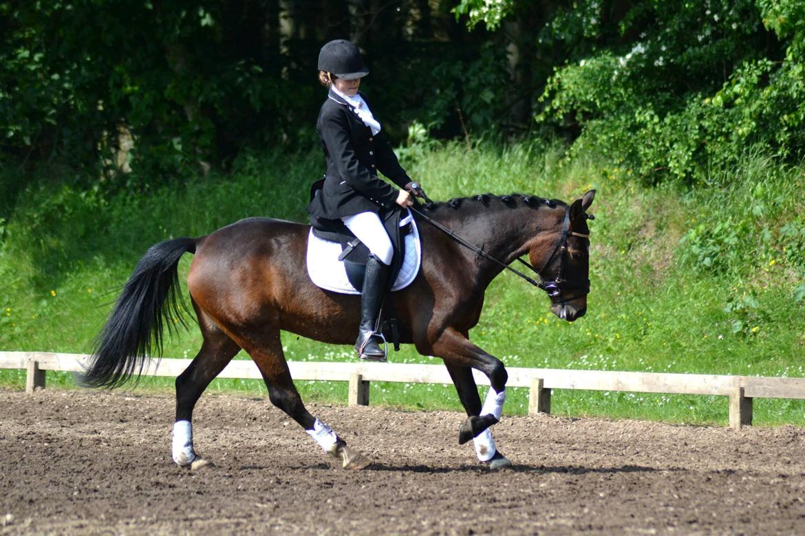 Tysk Sportspony Candy billede 10