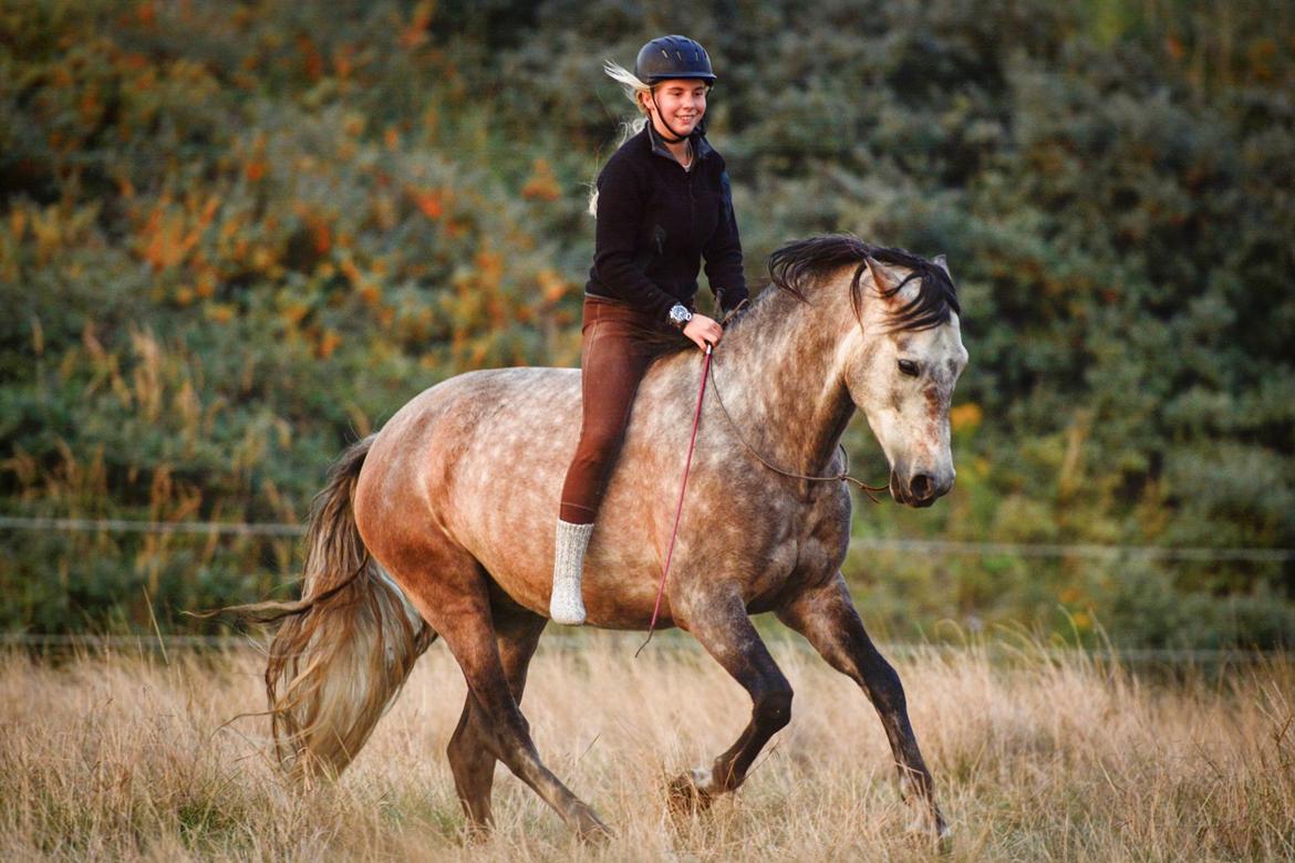 Pura Raza Española BS Alvaro billede 16