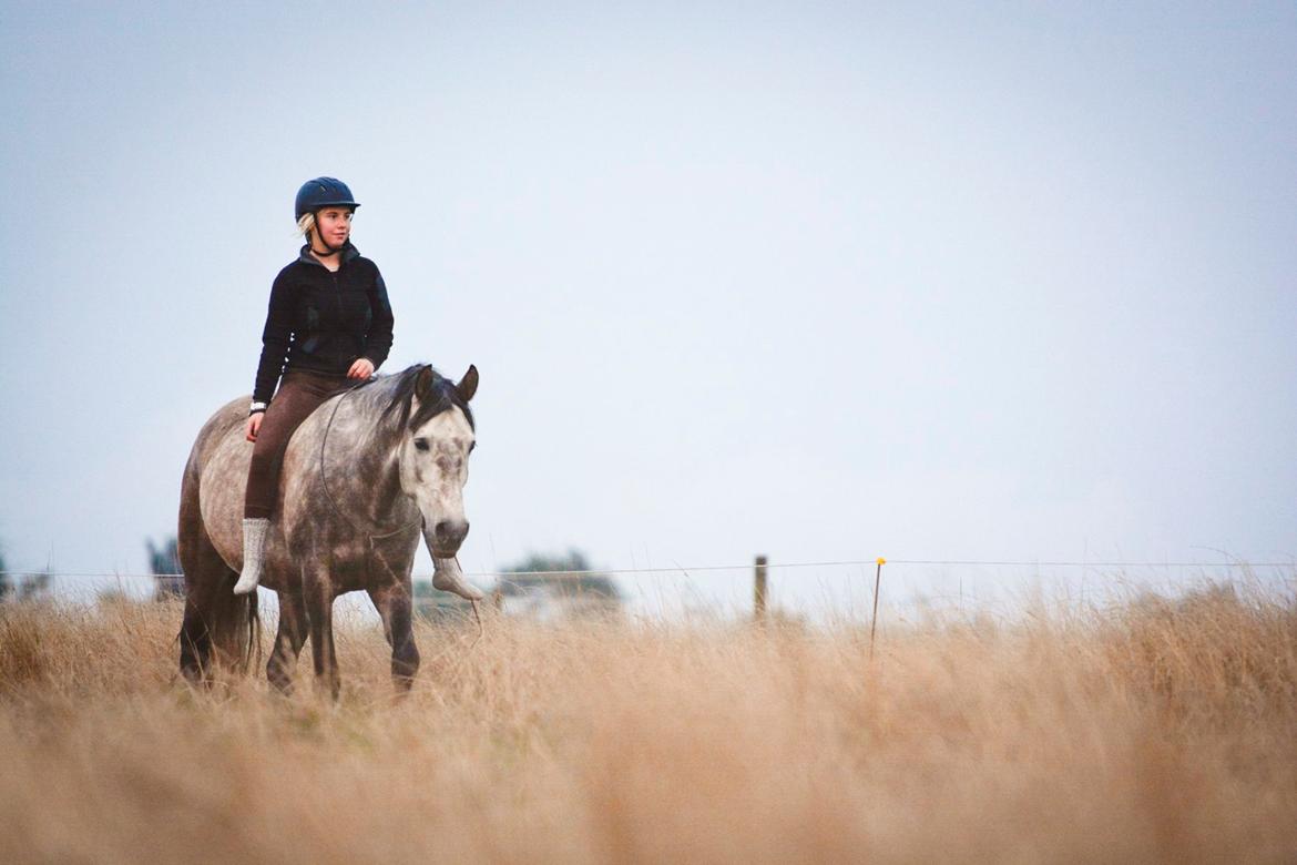 Pura Raza Española BS Alvaro billede 12