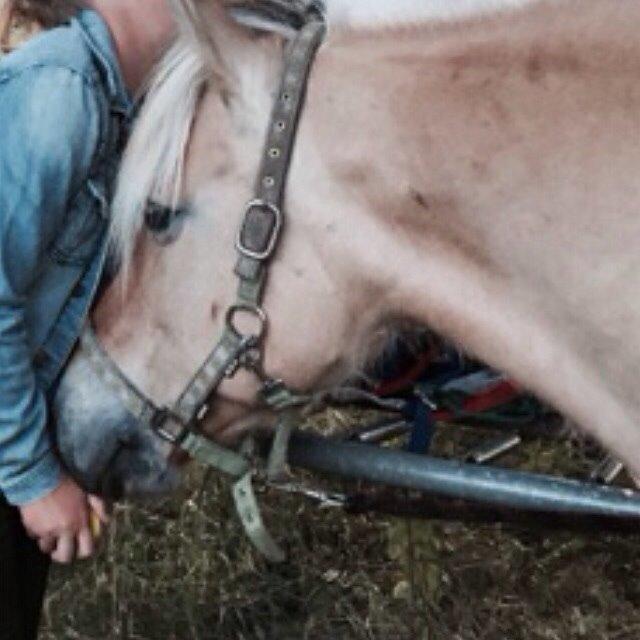 Fjordhest Shavanna  billede 9