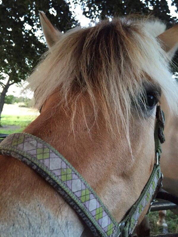 Fjordhest Shavanna  billede 13