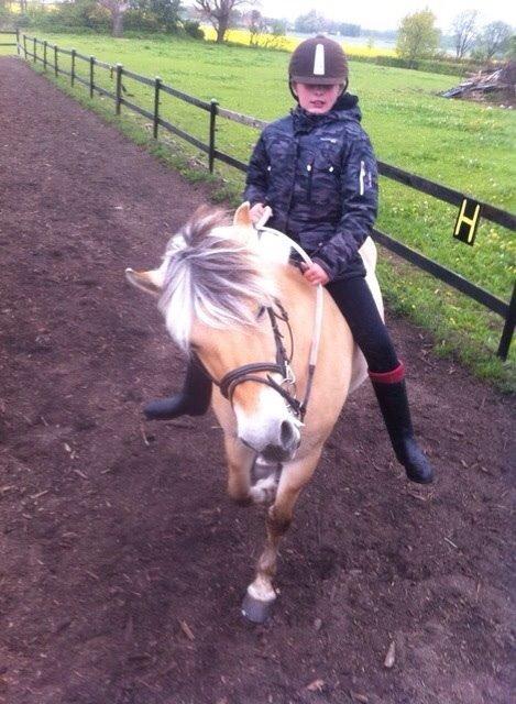 Fjordhest Shavanna  billede 19