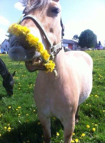 Fjordhest Shavanna  billede 2