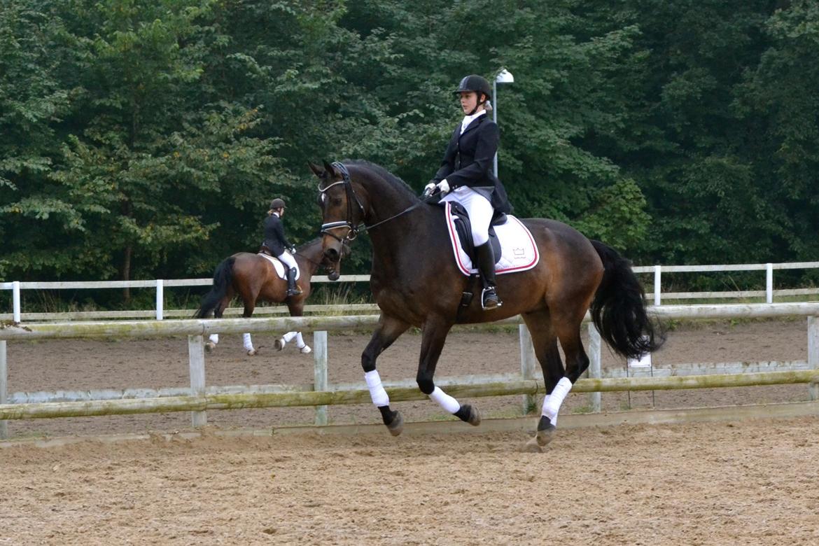 Dansk Varmblod Rush it - Min bedste ven <3 billede 2