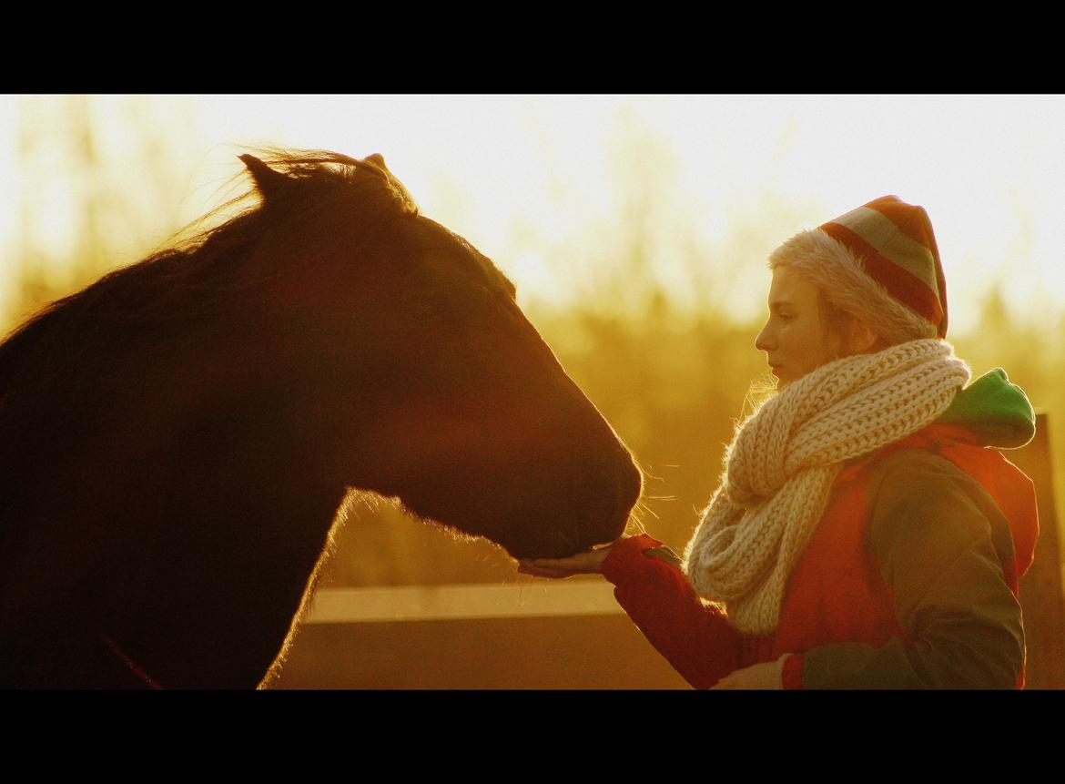 Fell pony | Lobke van de Koekoekshof [Lobby] - Den kiksede nisse og den sorte hest  ♥ December 2013 | Foto: Emilie Harm billede 2