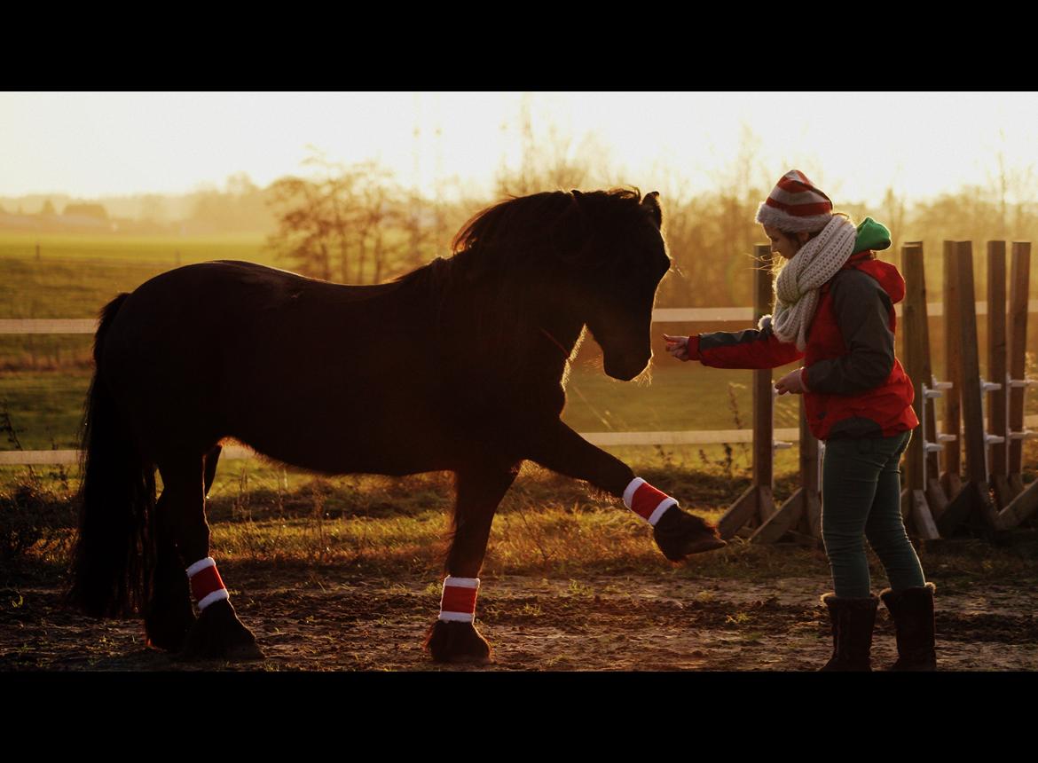 Fell pony | Lobke van de Koekoekshof [Lobby] - Elegance! Hahaha  ♥ December 2013 | Foto: Emilie Harm billede 11