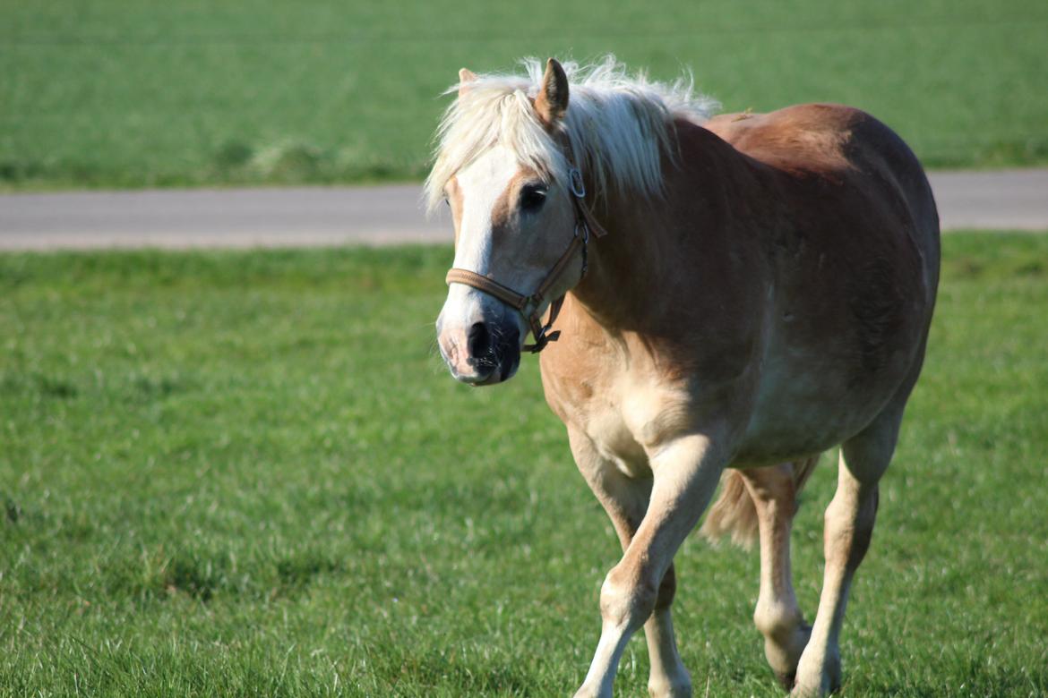 Haflinger Herkules kaldes Laffe himmel hest for altid savnet billede 20