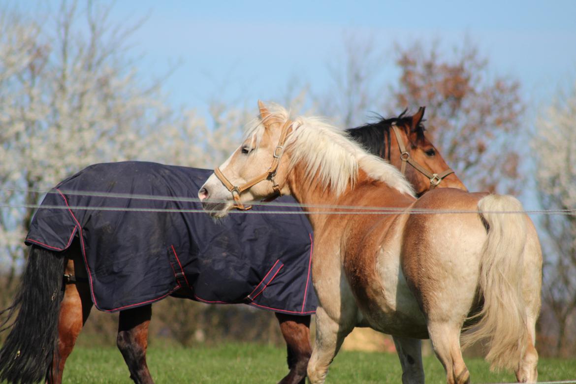 Haflinger Herkules kaldes Laffe himmel hest for altid savnet billede 22