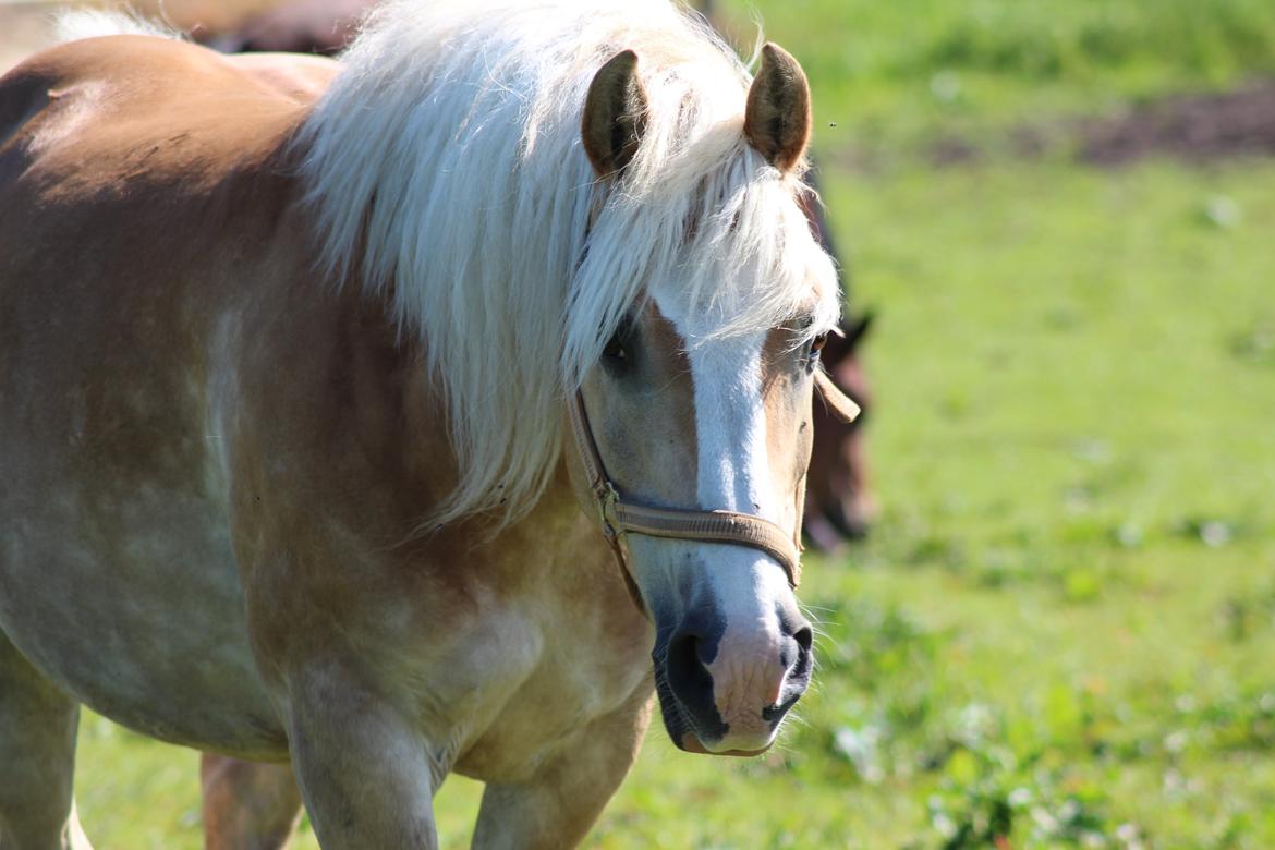 Haflinger Herkules kaldes Laffe himmel hest for altid savnet billede 23