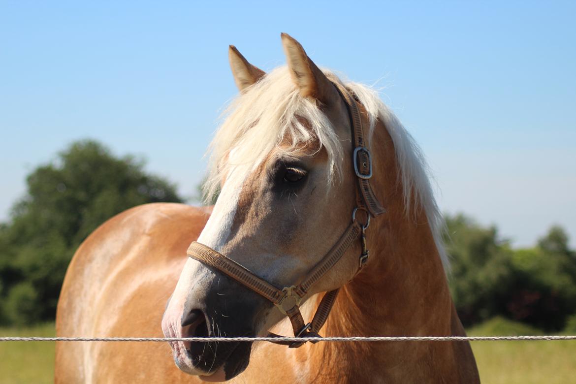 Haflinger Herkules kaldes Laffe himmel hest for altid savnet billede 24