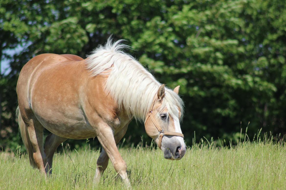 Haflinger Herkules kaldes Laffe himmel hest for altid savnet billede 25