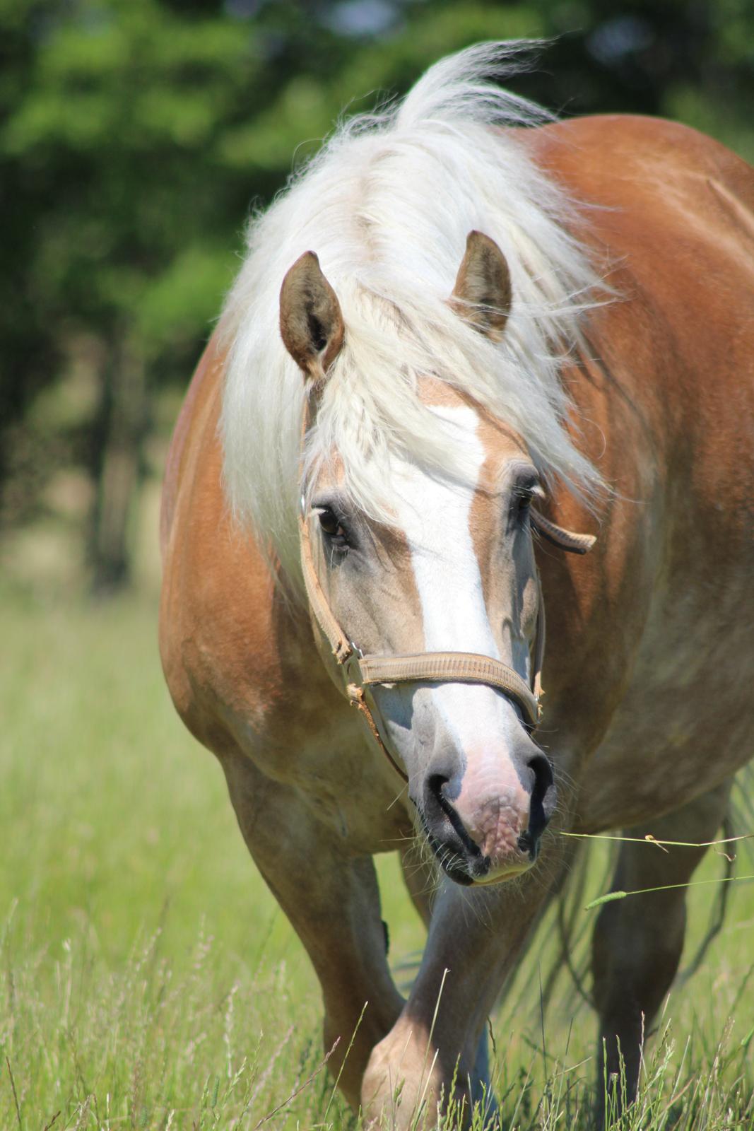 Haflinger Herkules kaldes Laffe himmel hest for altid savnet billede 26