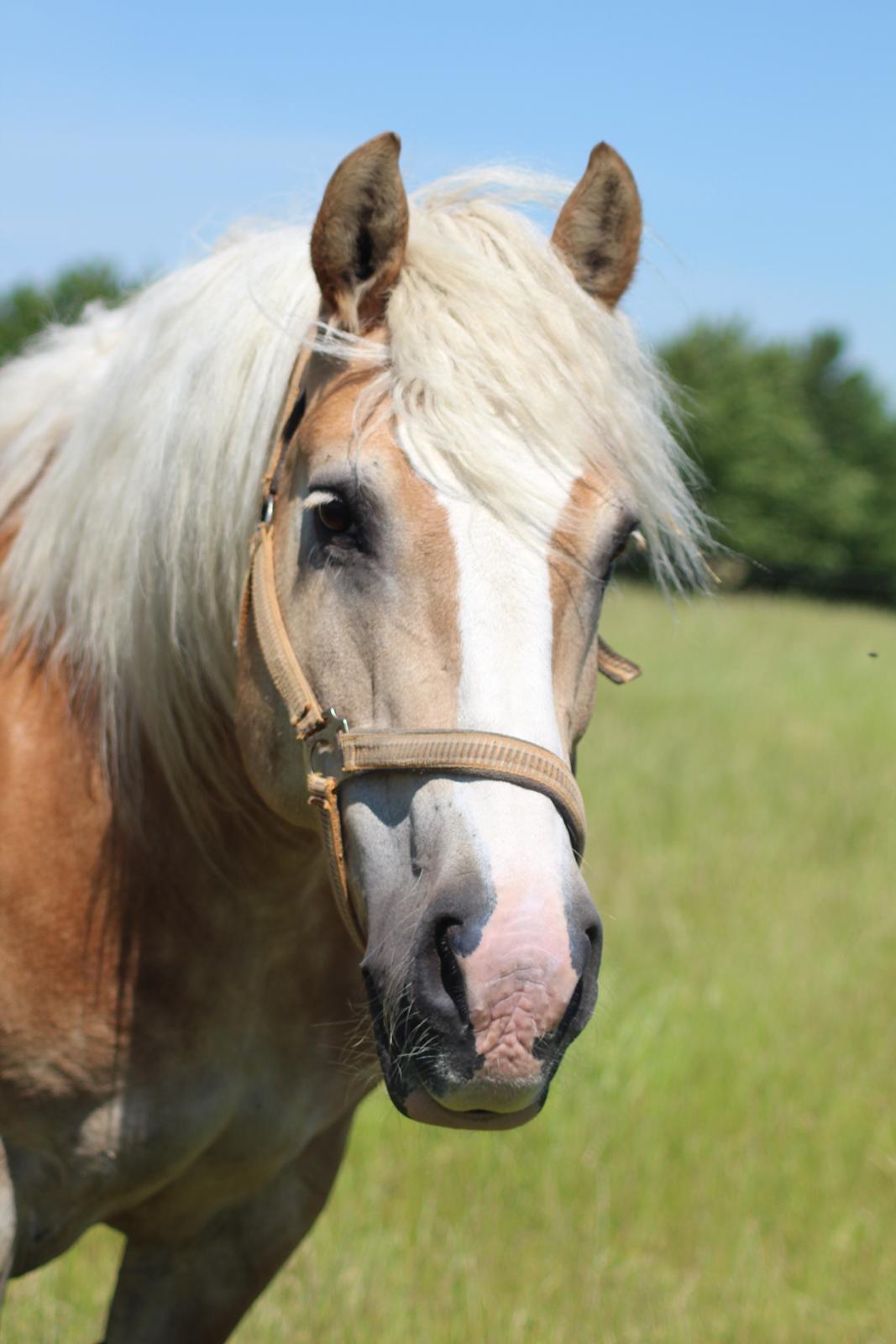 Haflinger Herkules kaldes Laffe himmel hest for altid savnet billede 27