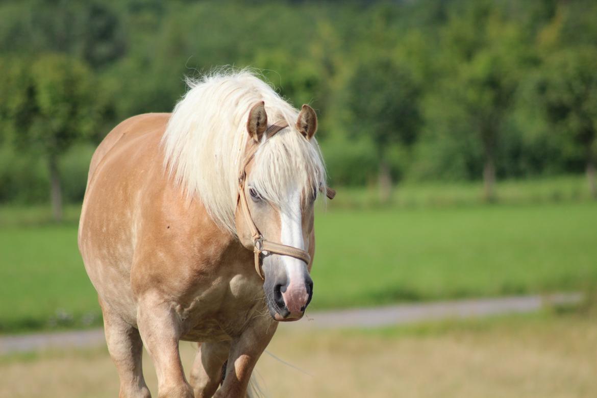 Haflinger Herkules kaldes Laffe himmel hest for altid savnet billede 28