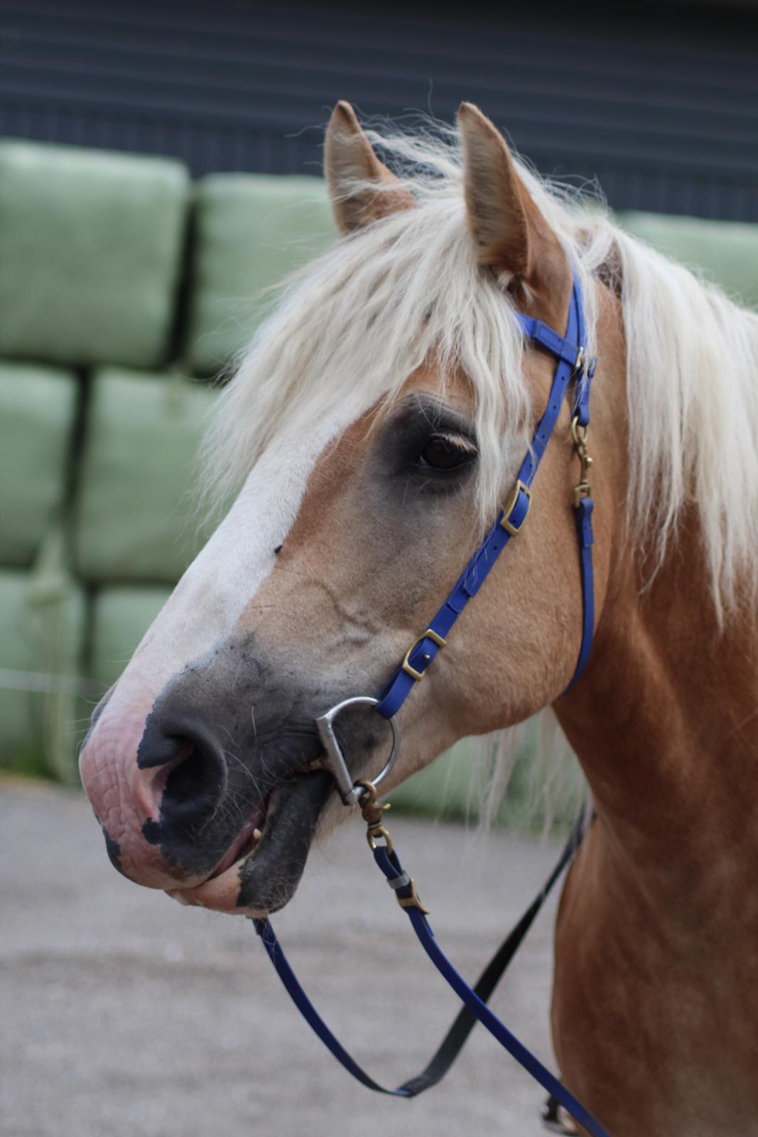 Haflinger Herkules kaldes Laffe himmel hest for altid savnet billede 29