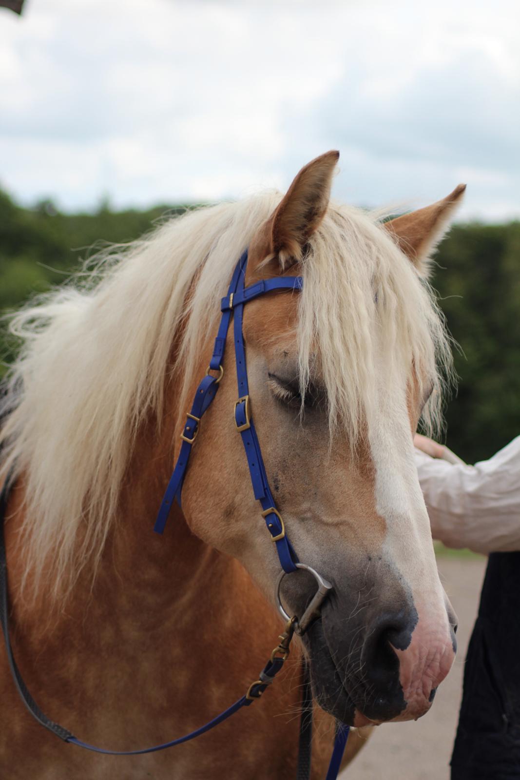 Haflinger Herkules kaldes Laffe himmel hest for altid savnet billede 30