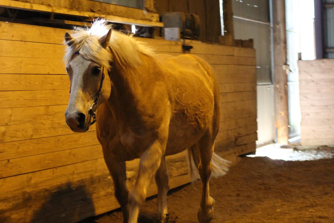 Haflinger Herkules kaldes Laffe himmel hest for altid savnet billede 21