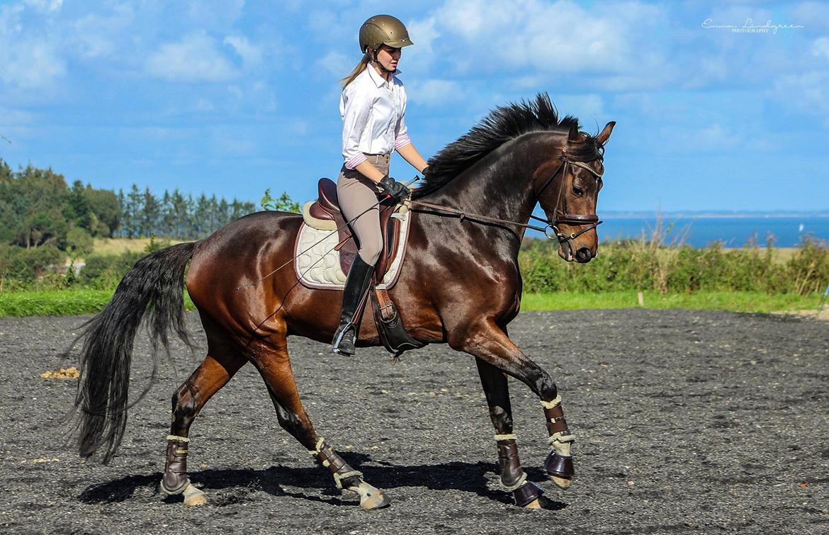 Dansk Varmblod Demi af Hedensminde - Demi 4 år billede 9