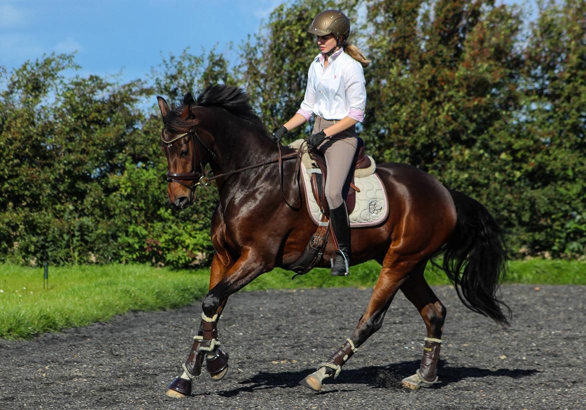Dansk Varmblod Demi af Hedensminde - Demi 4 år billede 17