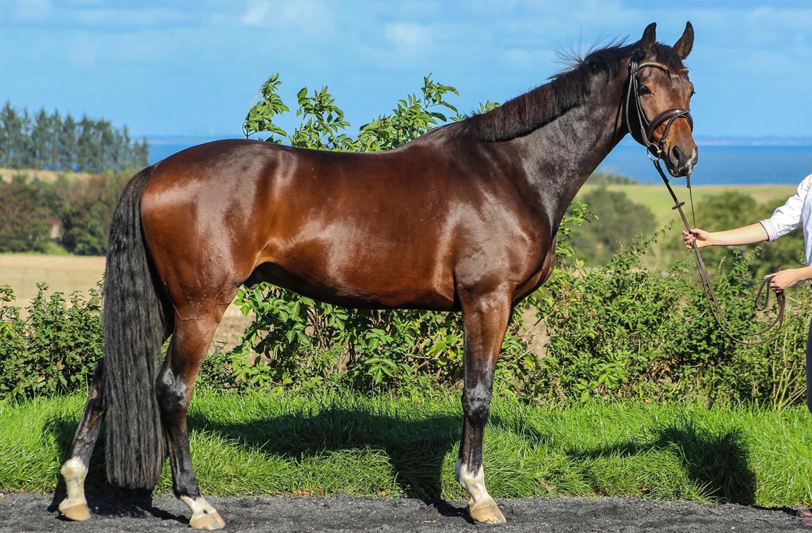 Dansk Varmblod Demi af Hedensminde - Demi 4 år billede 15