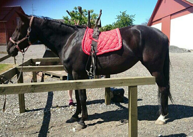 Dansk Varmblod Skylight (Part) billede 1