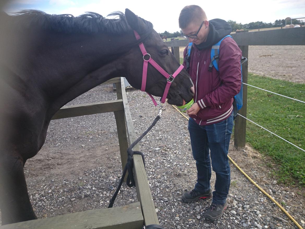 Dansk Varmblod Skylight (Part) billede 2