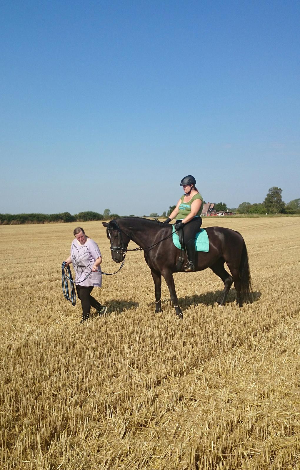 Dansk Varmblod Skylight (Part) billede 3