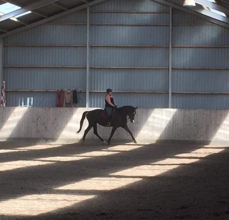 Dansk Varmblod Skylight (Part) billede 4