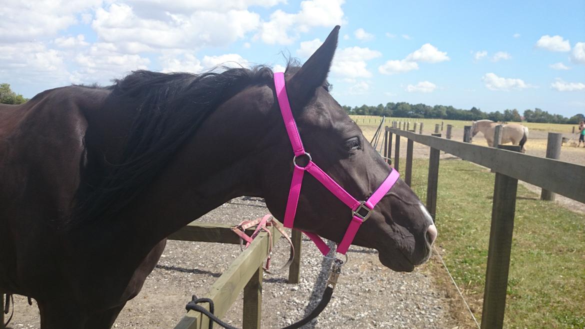 Dansk Varmblod Skylight (Part) billede 5