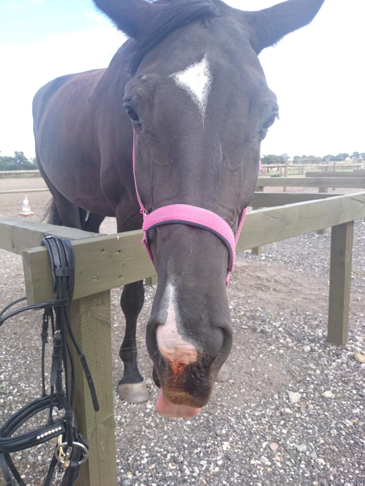 Dansk Varmblod Skylight (Part) billede 6