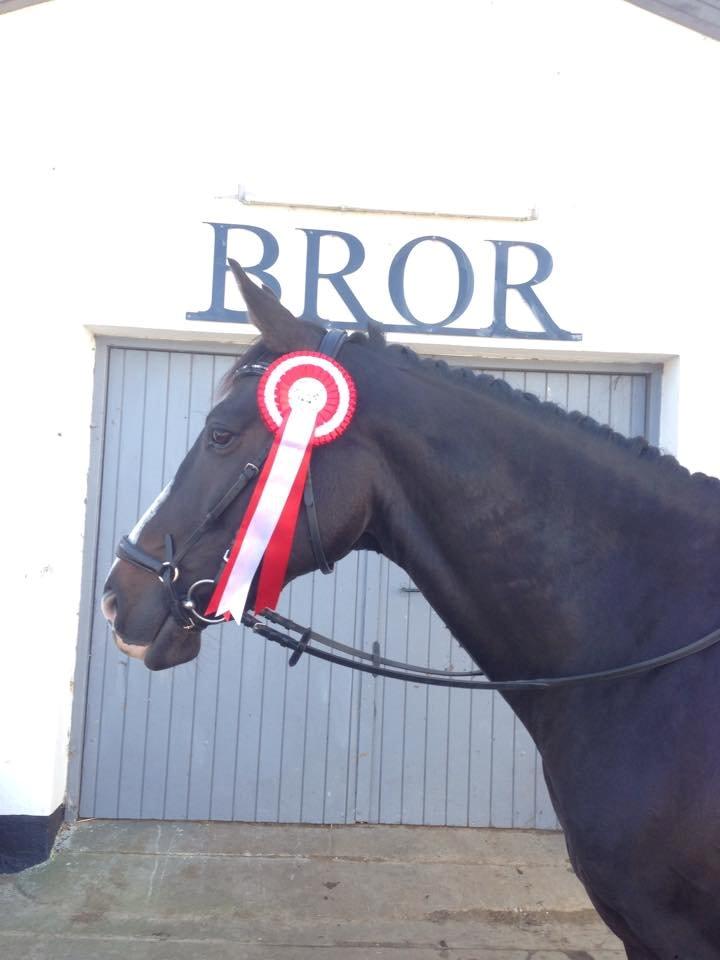 Anden særlig race Sofiesminde`s Milanto - Vinder af lb1 med 66% billede 19