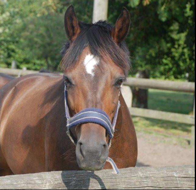 Connemara Two Step billede 2