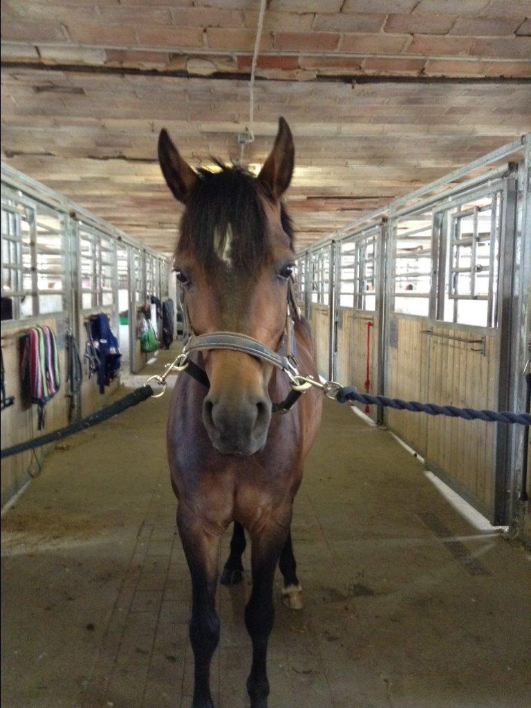 Connemara Two Step billede 4