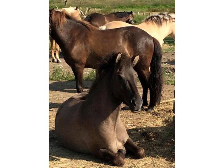 {{currentPhoto.altText}} billede {{currentPhoto.number}}