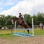 Westfaler Coloured Girl