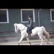 Connemara Banks Captain (Ronaldo)