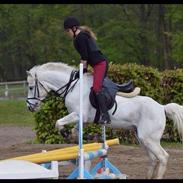 Connemara Banks Captain (Ronaldo)