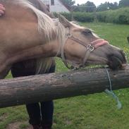Haflinger Sonja