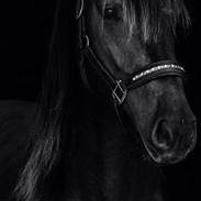 Anden særlig race Mitho's  Black N' Gold