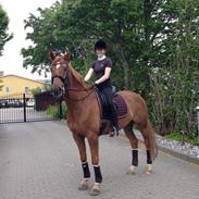 Hannoveraner Lacorado