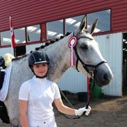 Dansk Varmblod Sandelmosegårds siso