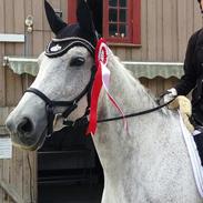 Dansk Varmblod Sandelmosegårds siso