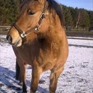 Anden særlig race Kikki