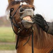 Anden særlig race Kikki