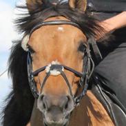 Anden særlig race Kikki