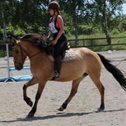 Anden særlig race Kikki