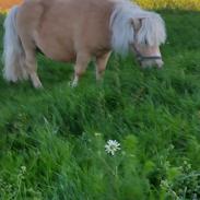 Shetlænder Elvis