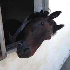 Pinto Elkær's tender boy