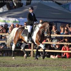 Pinto Elkær's tender boy