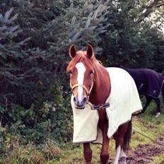 Welsh Partbred (Sec F) Stillebaekkens Monogramm